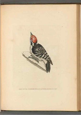 Reproducción/Reproduction 49054873032: The birds of Great Britain,. 1795-1801.. 