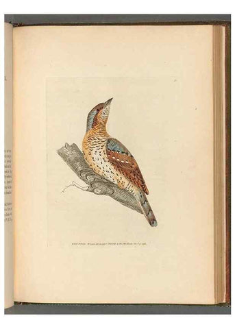 Reproducción/Reproduction 49054873407: The birds of Great Britain,. 1795-1801.. 