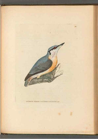 Reproducción/Reproduction 49054660346: The birds of Great Britain,. 1795-1801.. 