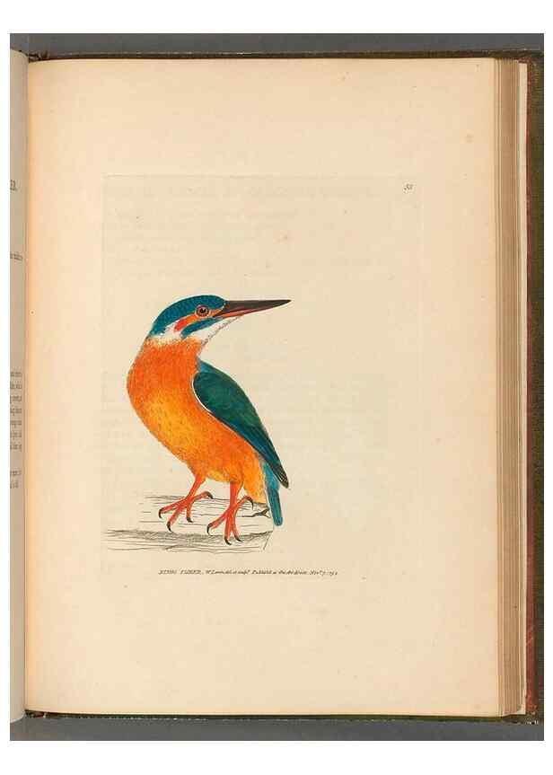 Reproducción/Reproduction 49054874032: The birds of Great Britain,. 1795-1801.. 