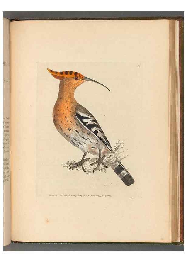 Reproducción/Reproduction 49054874362: The birds of Great Britain,. 1795-1801.. 