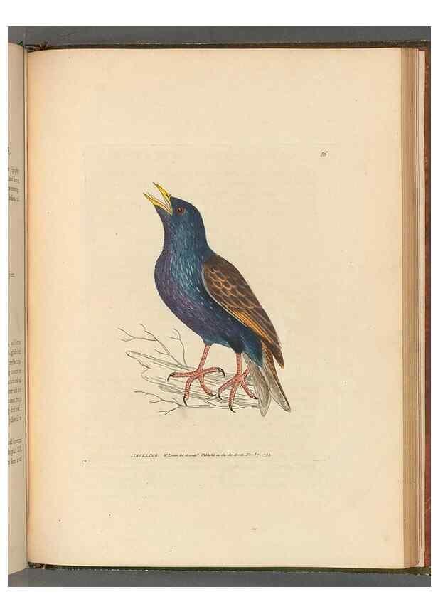 Reproducción/Reproduction 49054672476: The birds of Great Britain,. 1795-1801.. 