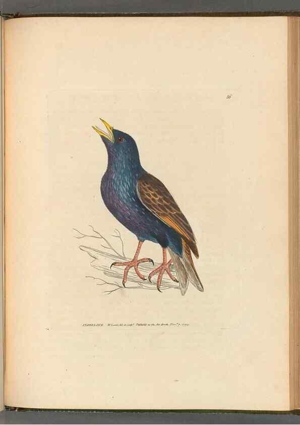 Reproducción/Reproduction 49054672476: The birds of Great Britain,. 1795-1801.. 
