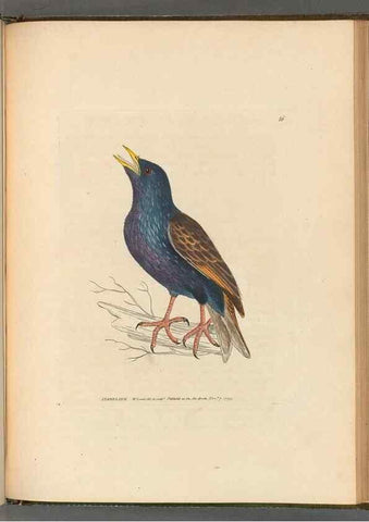 Reproducción/Reproduction 49054672476: The birds of Great Britain,. 1795-1801.. 
