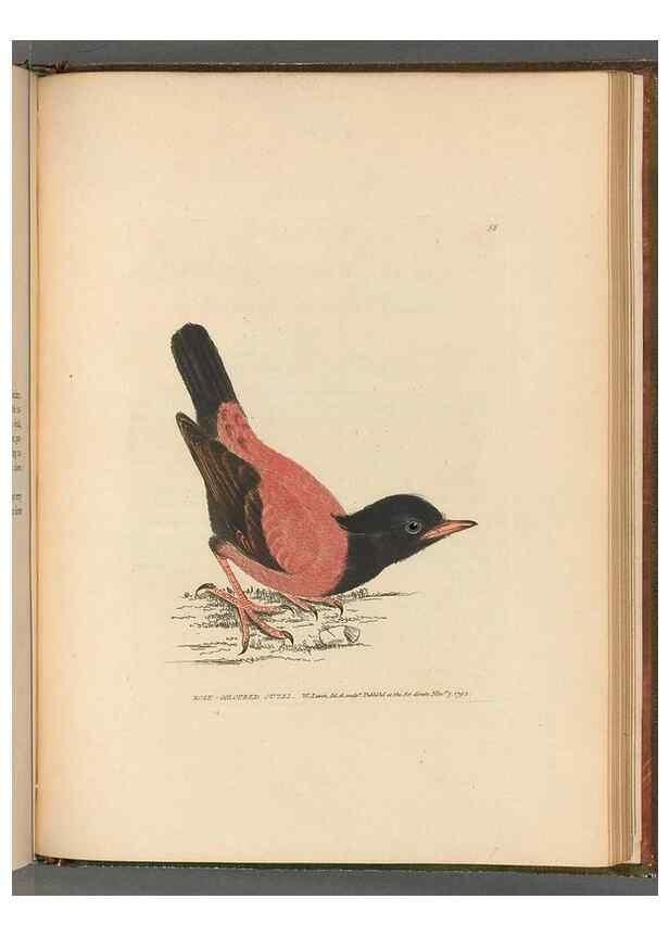 Reproducción/Reproduction 49054886722: The birds of Great Britain,. 1795-1801.. 
