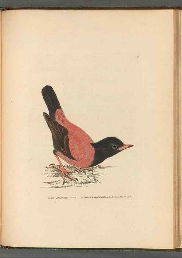 Reproducción/Reproduction 49054886722: The birds of Great Britain,. 1795-1801.. 