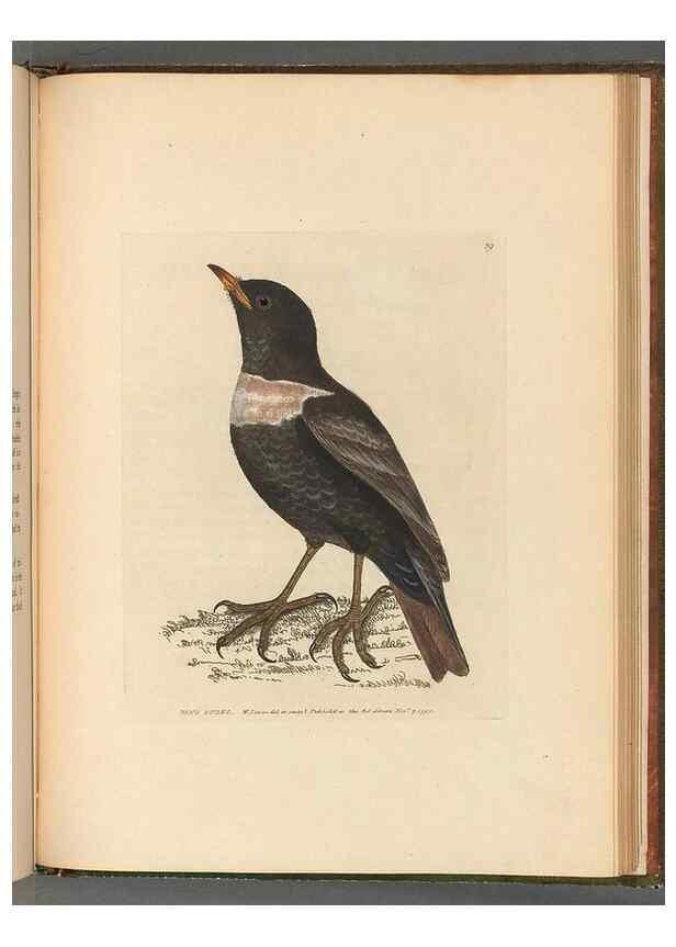 Reproducción/Reproduction 49054887012: The birds of Great Britain,. 1795-1801.. 