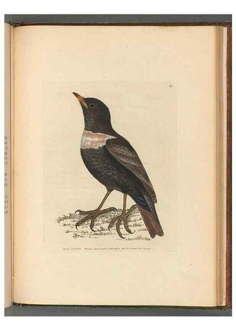 Reproducción/Reproduction 49054887012: The birds of Great Britain,. 1795-1801.. 