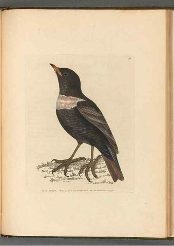 Reproducción/Reproduction 49054887012: The birds of Great Britain,. 1795-1801.. 