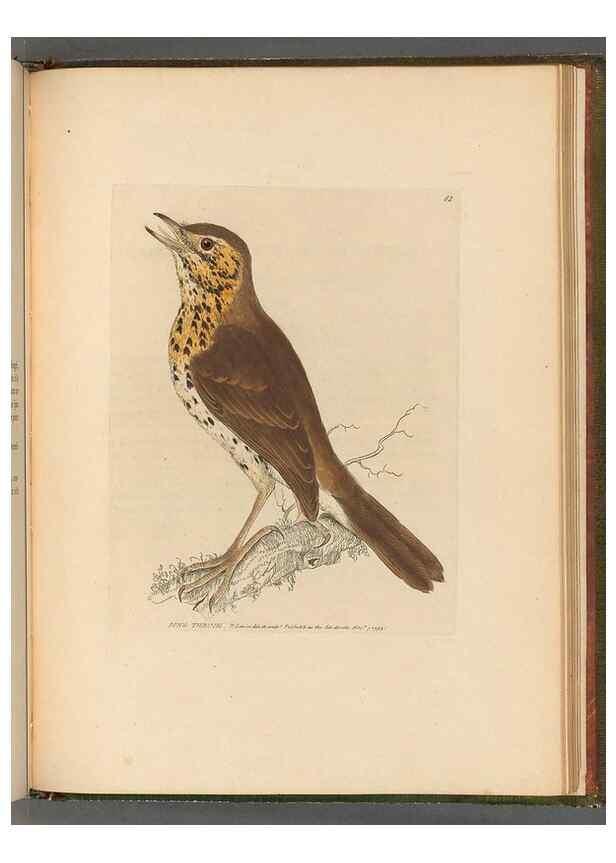 Reproducción/Reproduction 49054887767: The birds of Great Britain,. 1795-1801.. 