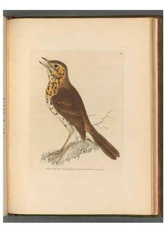 Reproducción/Reproduction 49054887767: The birds of Great Britain,. 1795-1801.. 