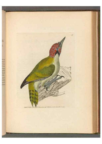 Reproducción/Reproduction 49054143608: The birds of Great Britain,. 1795-1801.. 