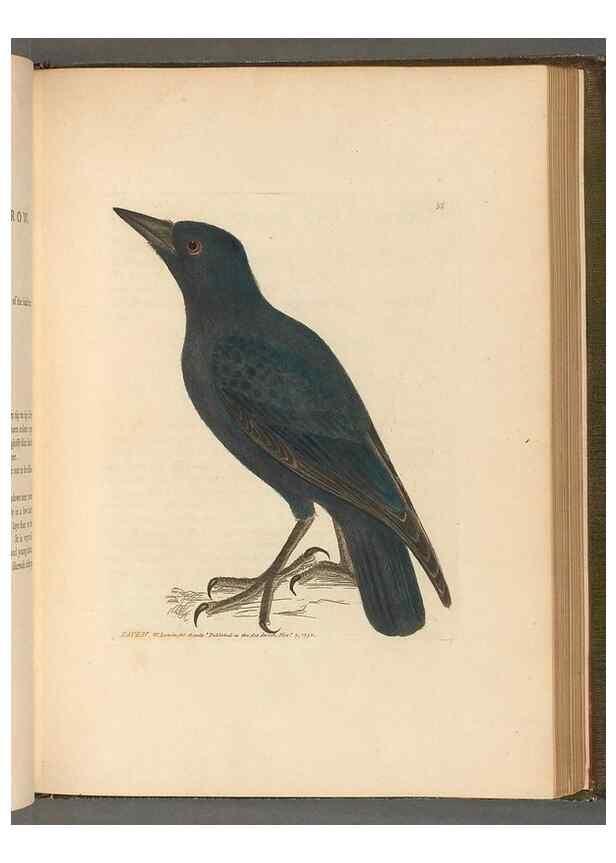 Reproducción/Reproduction 49054654591: The birds of Great Britain,. 1795-1801.. 