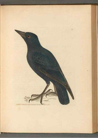 Reproducción/Reproduction 49054654591: The birds of Great Britain,. 1795-1801.. 