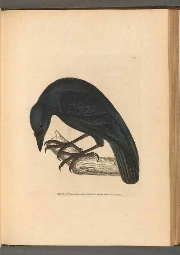 Reproducción/Reproduction 49054867982: The birds of Great Britain,. 1795-1801.. 