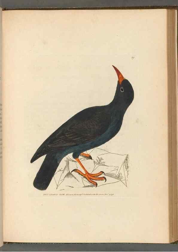 Reproducción/Reproduction 49054656586: The birds of Great Britain,. 1795-1801.. 