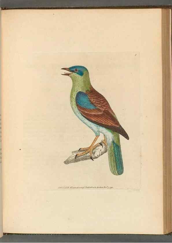 Reproducción/Reproduction 49054657146: The birds of Great Britain,. 1795-1801.. 