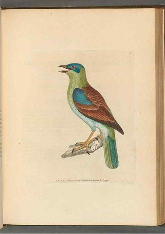 Reproducción/Reproduction 49054657146: The birds of Great Britain,. 1795-1801.. 