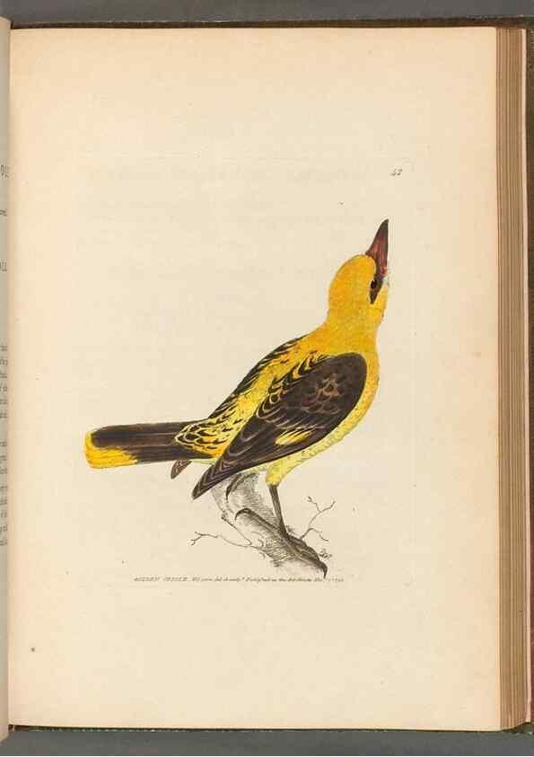 Reproducción/Reproduction 49054142373: The birds of Great Britain,. 1795-1801.. 