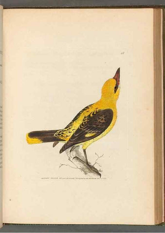 Reproducción/Reproduction 49054142373: The birds of Great Britain,. 1795-1801.. 