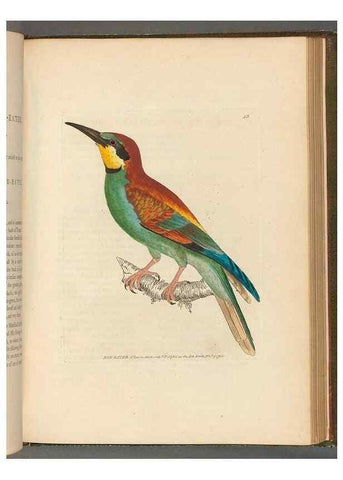Reproducción/Reproduction 49054870852: The birds of Great Britain,. 1795-1801.. 