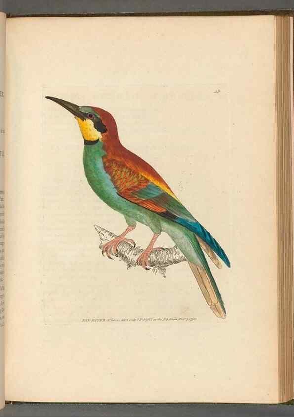 Reproducción/Reproduction 49054870852: The birds of Great Britain,. 1795-1801.. 