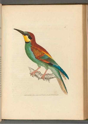 Reproducción/Reproduction 49054870852: The birds of Great Britain,. 1795-1801.. 