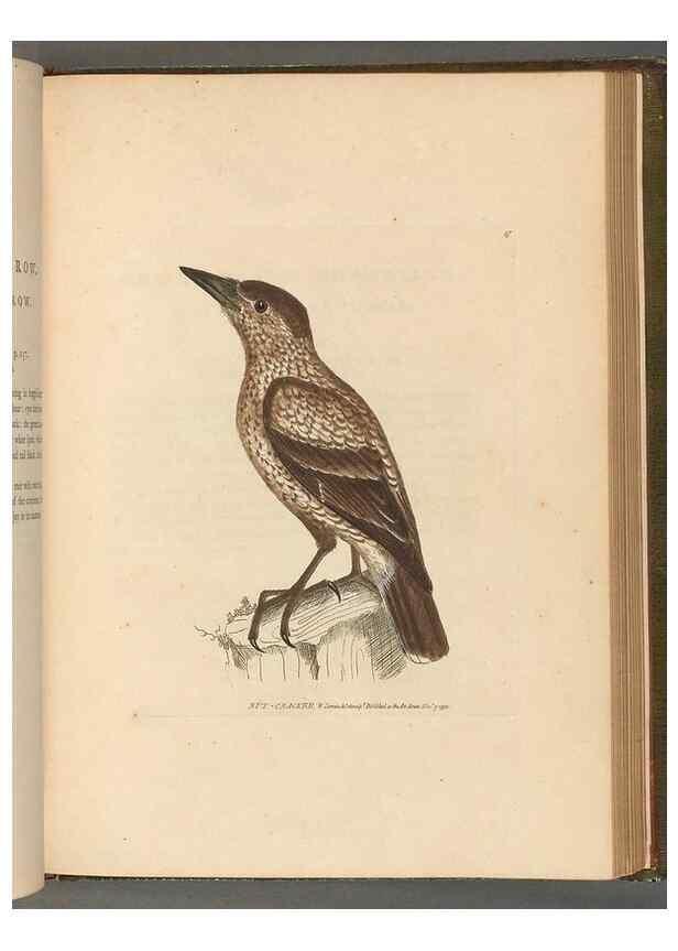 Reproducción/Reproduction 49054869167: The birds of Great Britain,. 1795-1801.. 