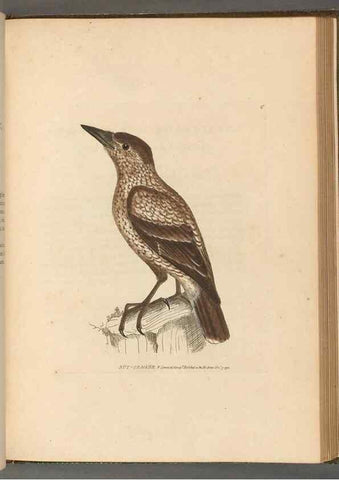 Reproducción/Reproduction 49054869167: The birds of Great Britain,. 1795-1801.. 