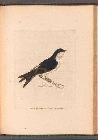 Reproducción/Reproduction 49055189911: The birds of Great Britain,. 1795-1801.. 
