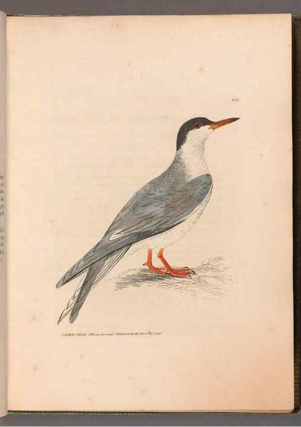 Reproducción/Reproduction 49054918048: The birds of Great Britain,. 1795-1801.. 