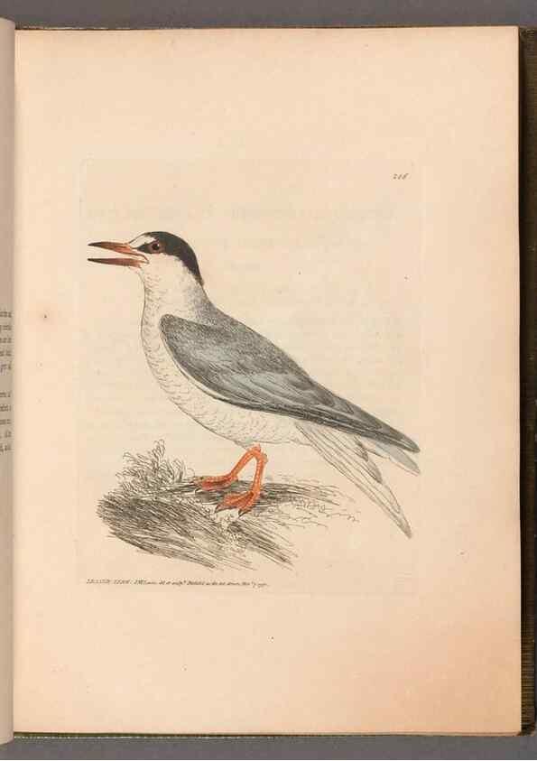 Reproducción/Reproduction 49055646117: The birds of Great Britain,. 1795-1801.. 