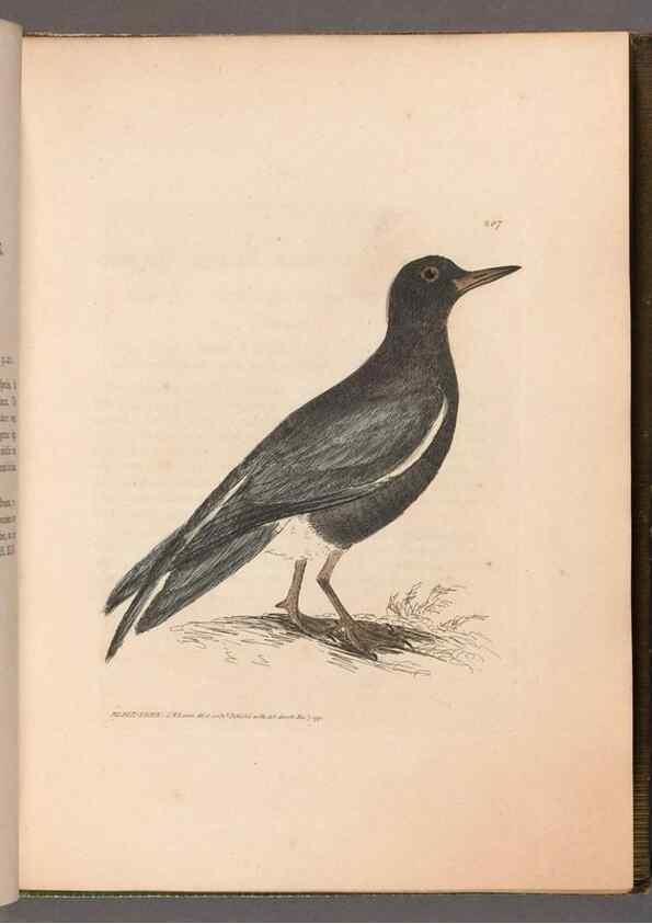 Reproducción/Reproduction 49055433856: The birds of Great Britain,. 1795-1801.. 