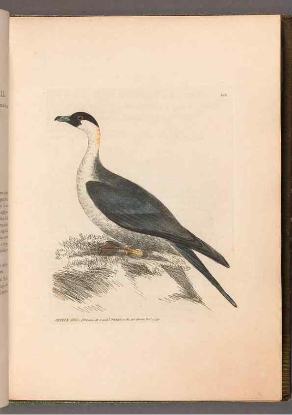 Reproducción/Reproduction 49055434241: The birds of Great Britain,. 1795-1801.. 