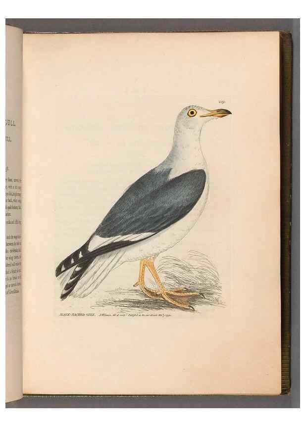 Reproducción/Reproduction 49055434491: The birds of Great Britain,. 1795-1801.. 