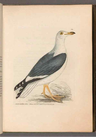 Reproducción/Reproduction 49055434491: The birds of Great Britain,. 1795-1801.. 