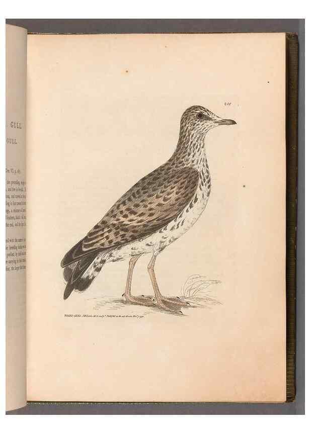Reproducción/Reproduction 49055434821: The birds of Great Britain,. 1795-1801.. 