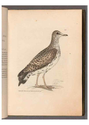 Reproducción/Reproduction 49055434821: The birds of Great Britain,. 1795-1801.. 