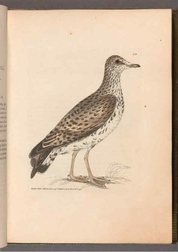 Reproducción/Reproduction 49055434821: The birds of Great Britain,. 1795-1801.. 