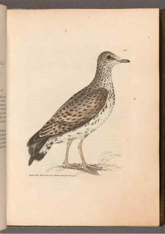 Reproducción/Reproduction 49055434821: The birds of Great Britain,. 1795-1801.. 