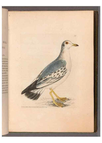 Reproducción/Reproduction 49055435256: The birds of Great Britain,. 1795-1801.. 