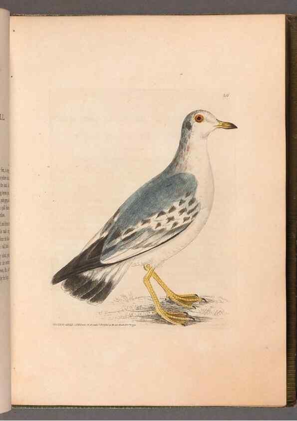 Reproducción/Reproduction 49055435256: The birds of Great Britain,. 1795-1801.. 