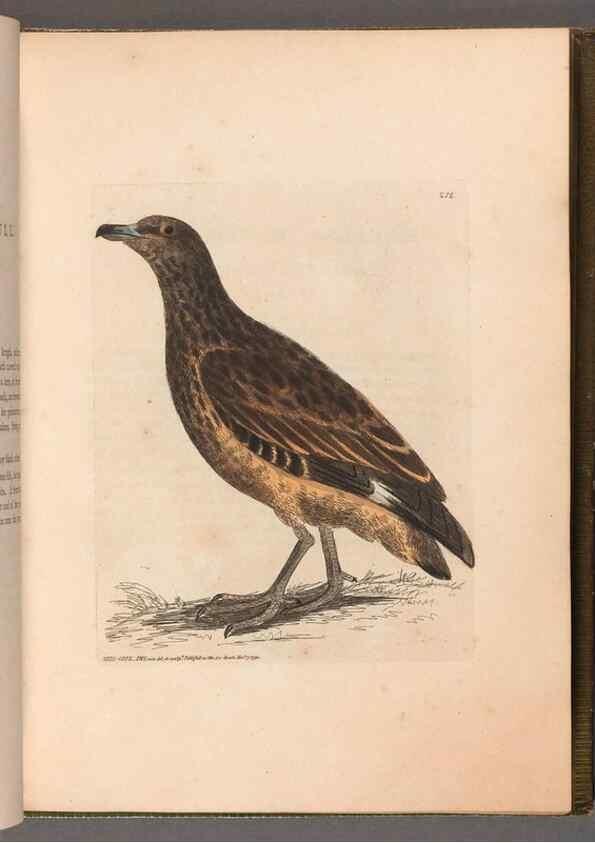 Reproducción/Reproduction 49055647847: The birds of Great Britain,. 1795-1801.. 