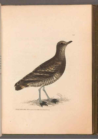 Reproducción/Reproduction 49054921618: The birds of Great Britain,. 1795-1801.. 