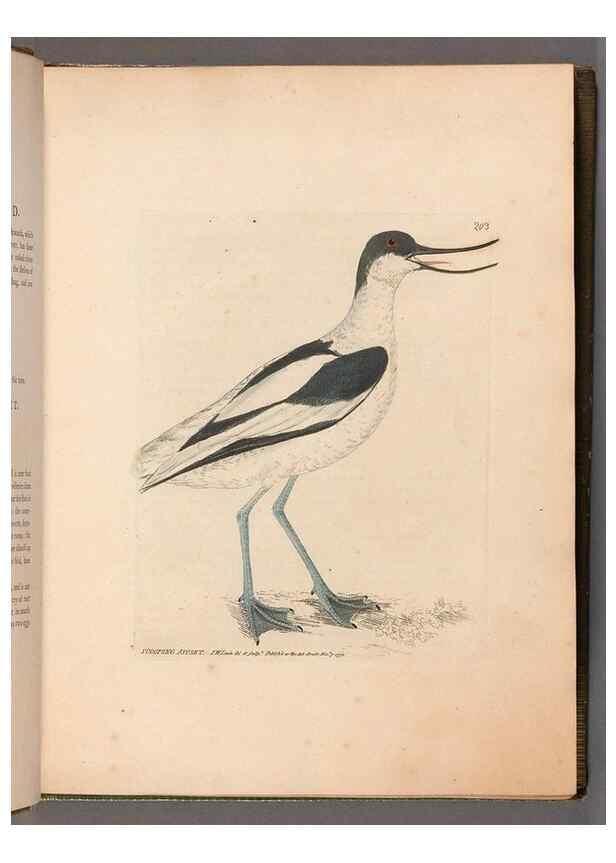 Reproducción/Reproduction 49054917333: The birds of Great Britain,. 1795-1801.. 