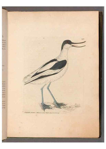 Reproducción/Reproduction 49054917333: The birds of Great Britain,. 1795-1801.. 