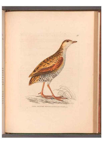 Reproducción/Reproduction 49055532237: The birds of Great Britain,. 1795-1801.. 