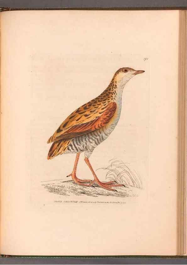 Reproducción/Reproduction 49055532237: The birds of Great Britain,. 1795-1801.. 