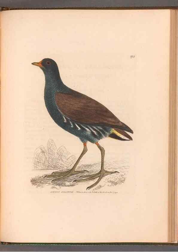Reproducción/Reproduction 49054804588: The birds of Great Britain,. 1795-1801.. 