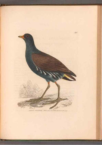 Reproducción/Reproduction 49054804588: The birds of Great Britain,. 1795-1801.. 